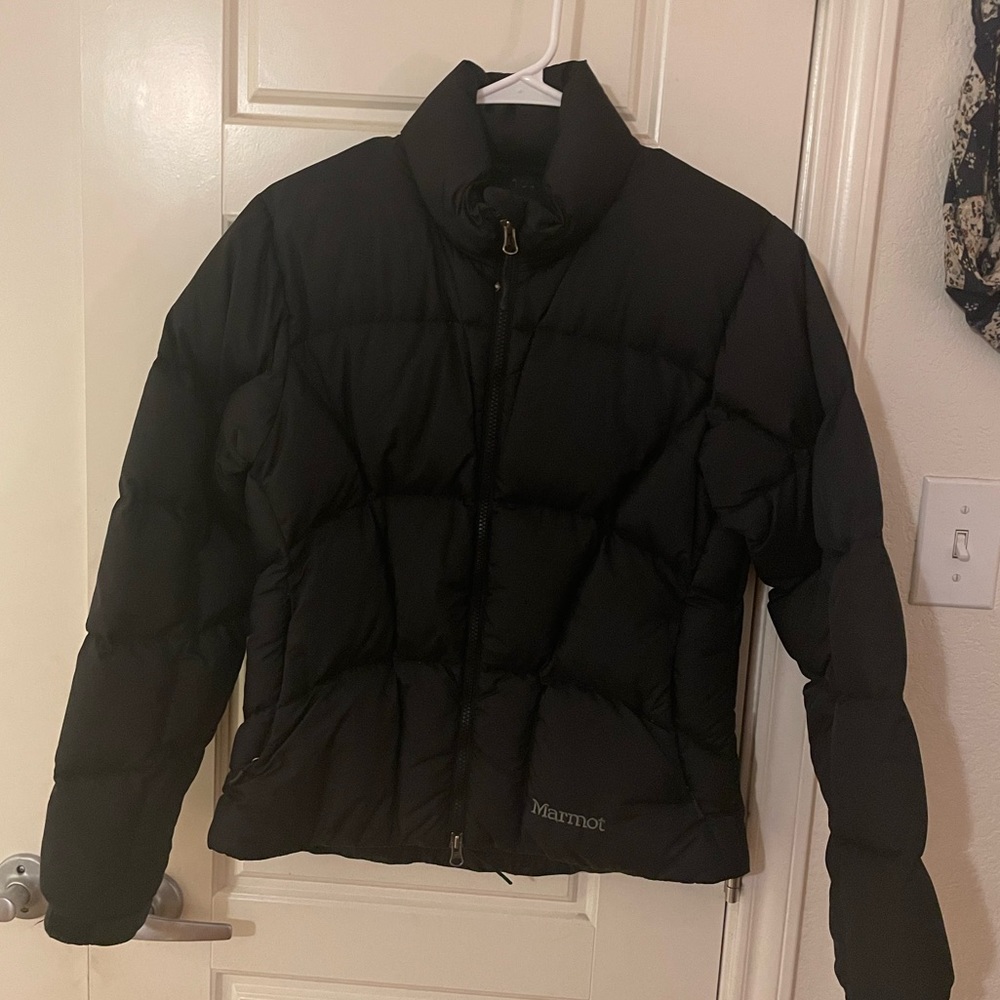 Black marmot puffer